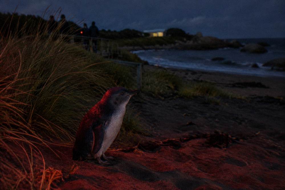 A little penguin standing on dark sand near coastal grass at night