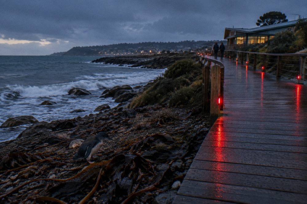 A dark timber boardwalk curving along a Tasmanian beach at dusk