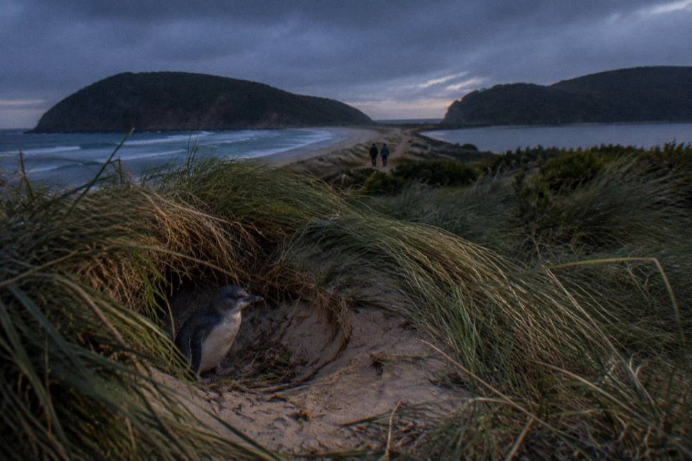 A narrow sandy isthmus joining two dark island headlands at dusk