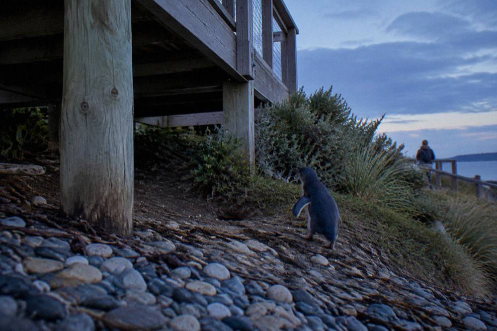 A timber viewing platform above a pebble beach at dusk with coastal scrub behind it