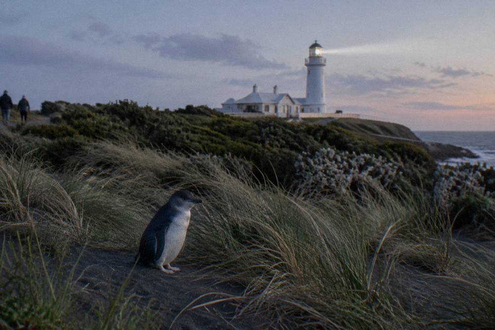 A little penguin standing among coastal grass at twilight.