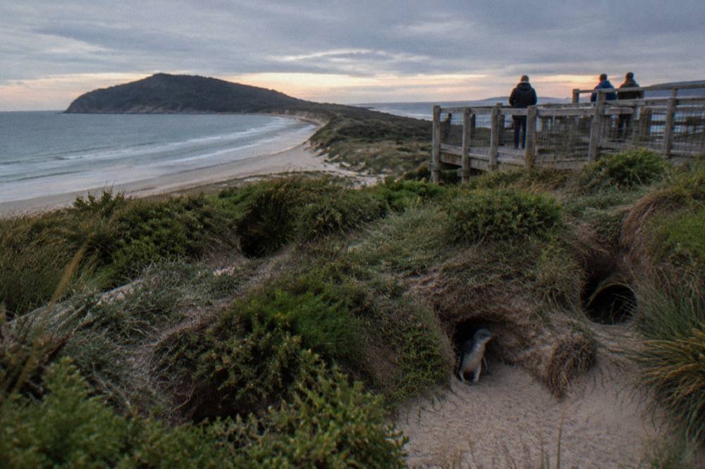 A sandy cove with penguin burrows in the dune vegetation at dusk.