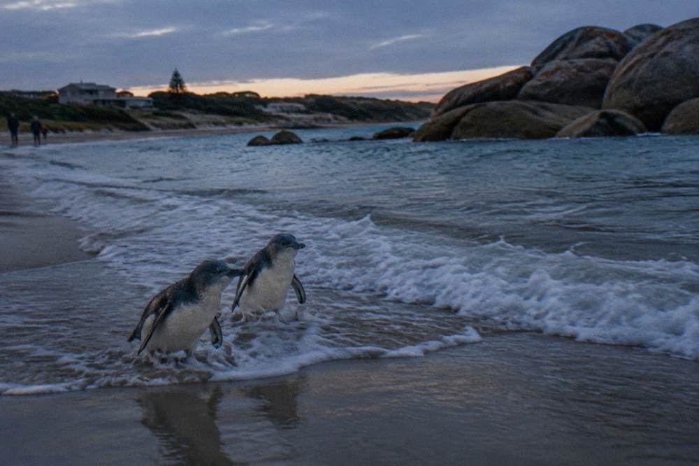 Waves breaking on a dark beach as penguins come ashore at dusk.
