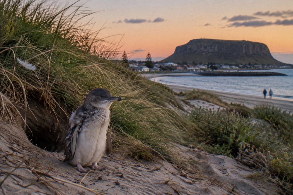 A little penguin standing beside a burrow entrance in low evening light