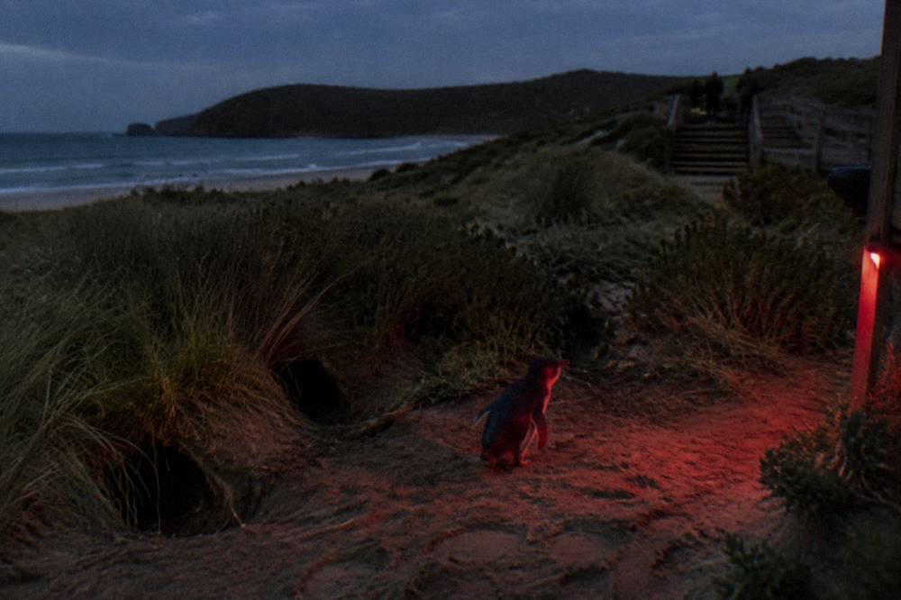 A dim red glow over sand and low dune vegetation at night