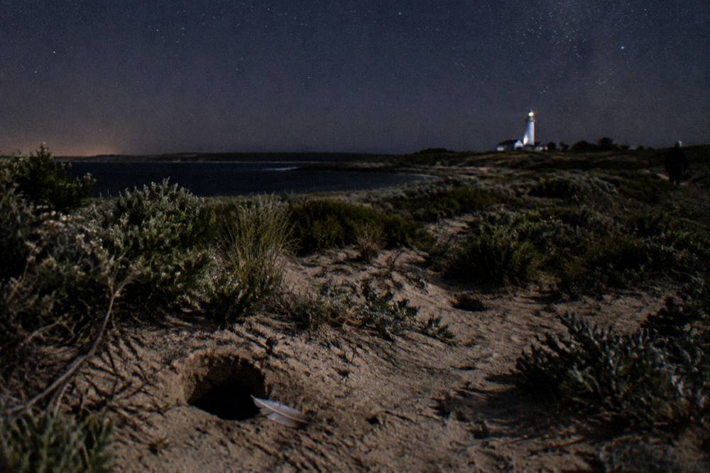 Low coastal scrub and sandy ground pocked with burrow entrances