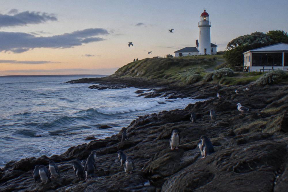 Little penguins gathered on rocks near a lighthouse at Low Head Tasmania