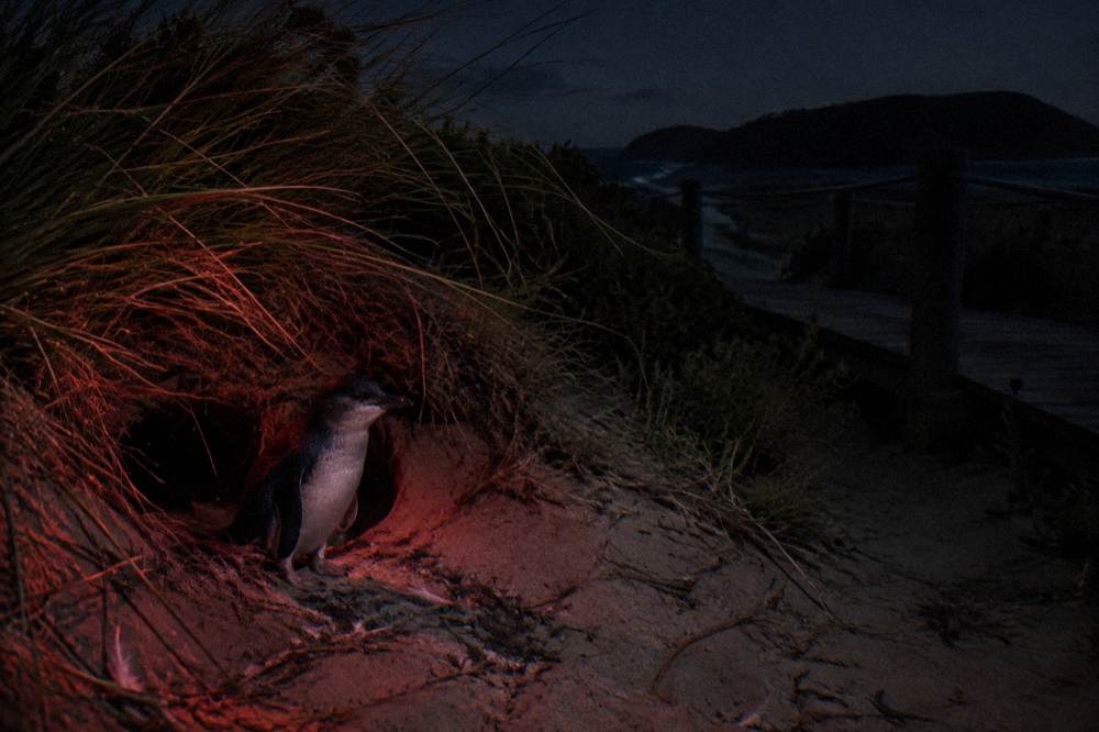 A little penguin standing at the mouth of its burrow in coastal vegetation at night