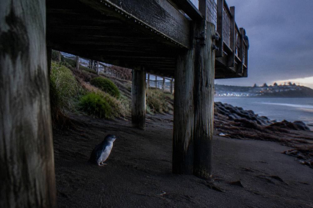 A sheltered sandy beach on Tasmania's north-west coast with grassy dunes under an evening sky