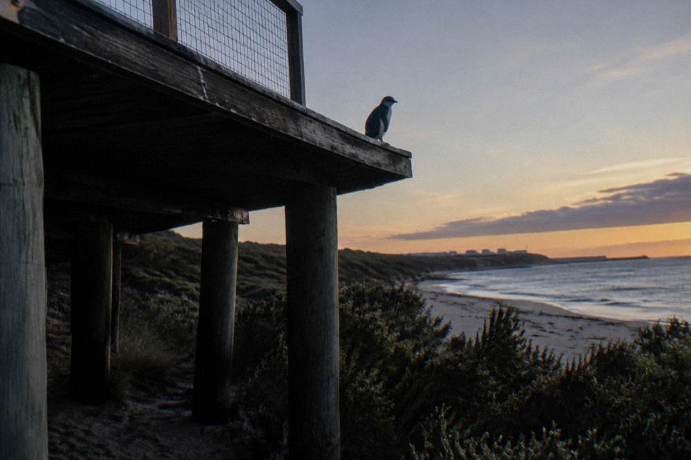 A wooden viewing platform beside a dark coastal reserve at twilight