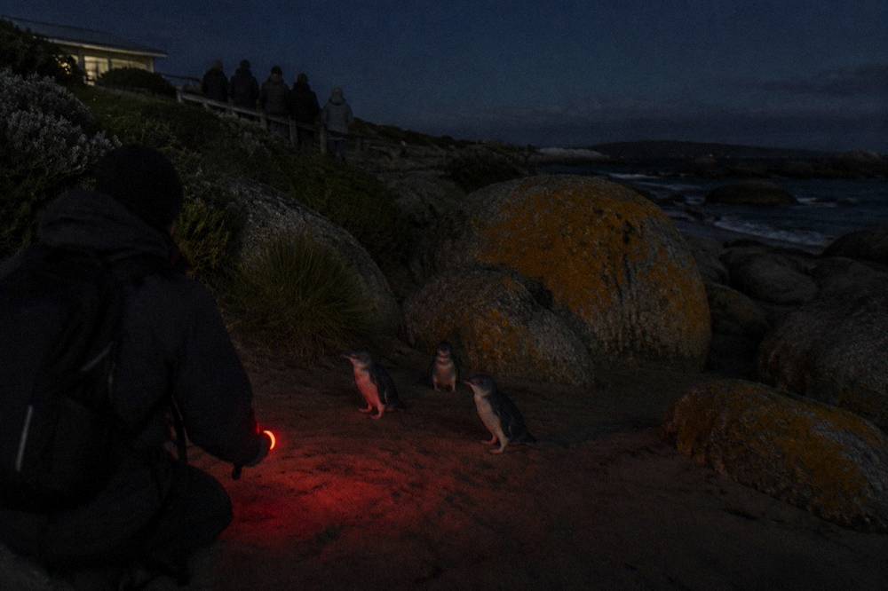 A small group of visitors standing quietly on a coastal path at dusk with a guide