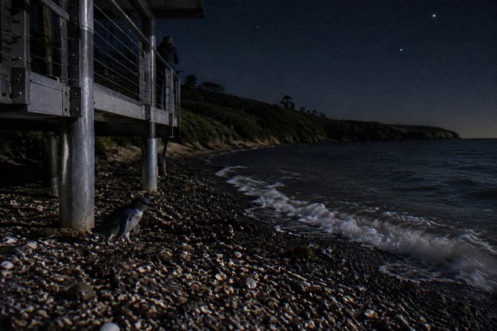 A wooden viewing platform beside a dark coastal reserve with stars beginning to show
