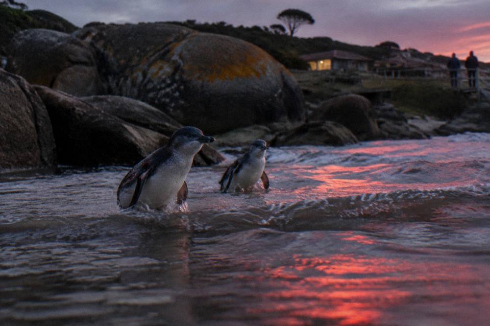 Little penguins wading ashore in low red light on a quiet Tasmanian beach