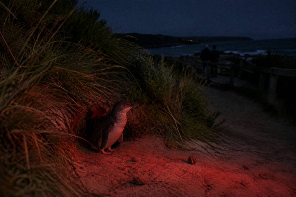 A red-filtered torch glowing dimly on a dark sandy path beside coastal grass
