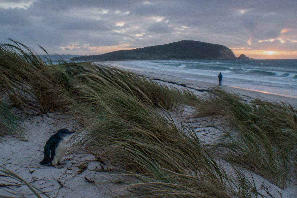 Rocky Tasmanian coastline at dusk with low light over the water