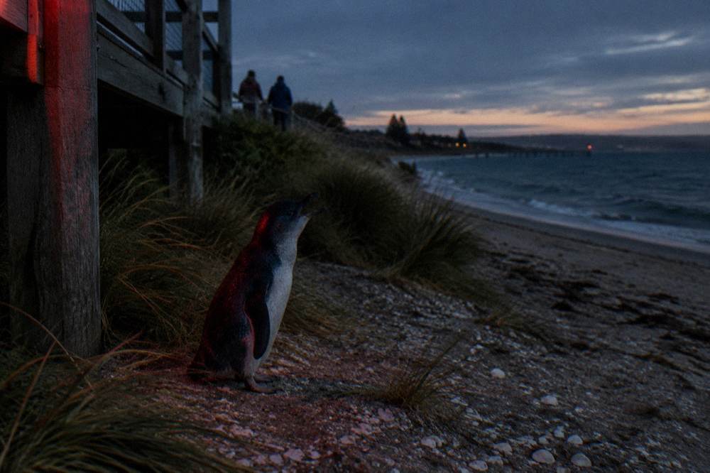 Little penguin standing on sand near coastal grass at night under dim light