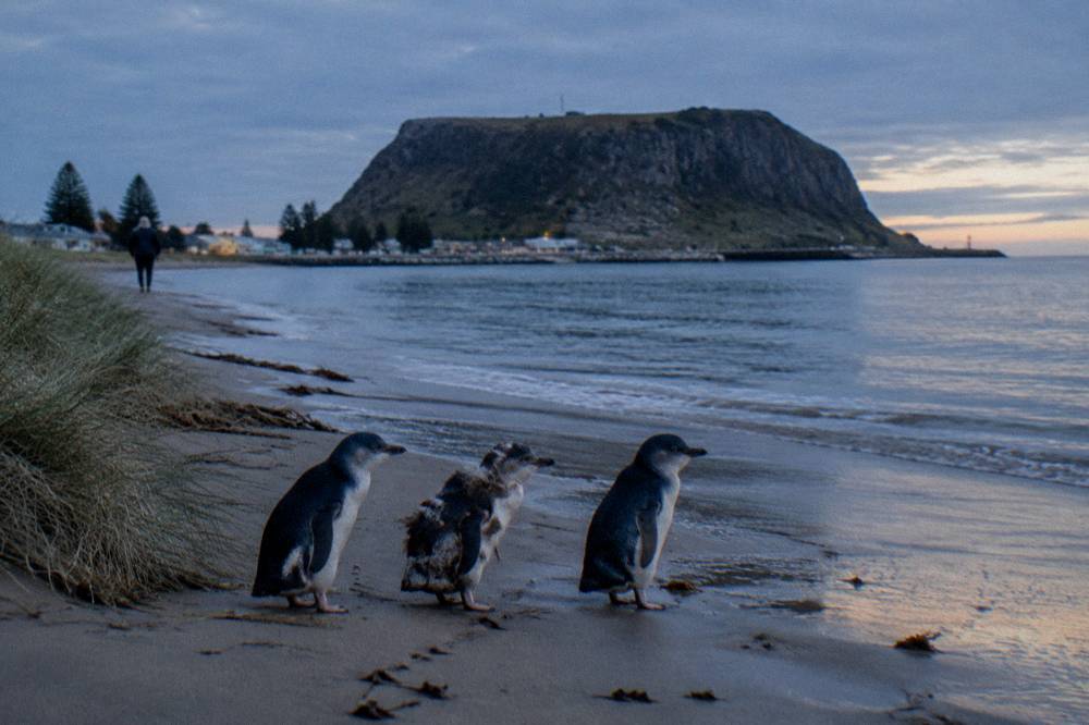 Little penguins standing at the edge of the sand in fading light with the sea calm behind them
