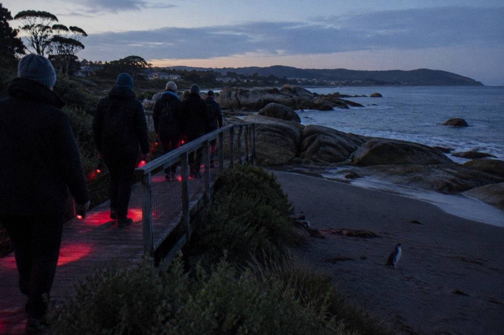 A guided group of visitors in dark clothing walking a boardwalk above a coastal penguin rookery at dusk