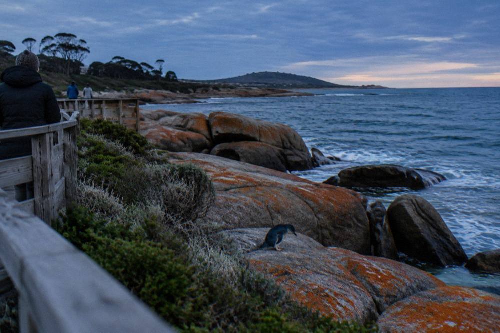 A rocky Tasmania coastline at dusk with a wooden viewing platform overlooking the sea