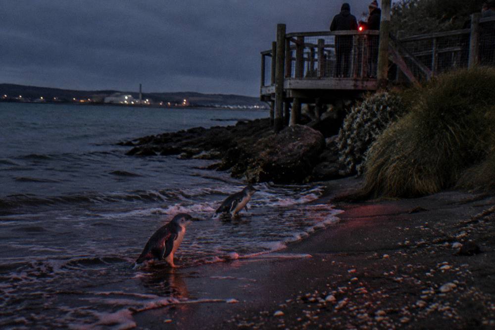 Little penguins wading ashore through shallow surf onto a dark beach at dusk